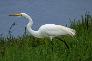 Great Egret (Ardea Alba), Huntington Sahili yakınlarındaki sulak alanlarda yeşil çimlerde yürüyor. Arka planda mavi su. 