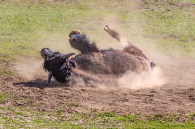 Yakın plan, Amerikan Bizonu (Bizon bizonu) Büyük Kanyon 'un Kuzey Halkası' ndaki tozlu vadide. Çimenli çayırlarla çevrili. 