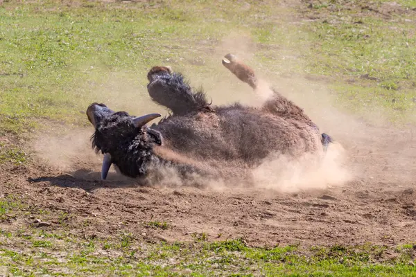 Yakın plan, Amerikan Bizonu (Bizon bizonu) Büyük Kanyon 'un Kuzey Halkası' ndaki tozlu vadide. Çimenli çayırlarla çevrili. 