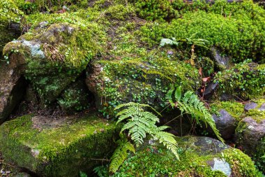 Japonya 'nın Nara kentindeki Yoshikien Garden' da eğrelti otları ve Japon yosunları büyür..