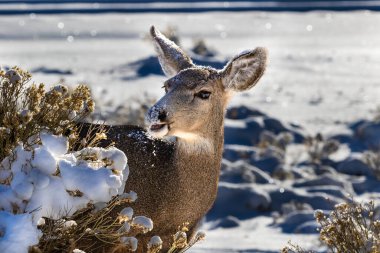 Erkek Kaibab geyiği (katır geyiği) (Odocoileus hemionus) bir çalılıktan yemek yer; ağzında kar vardır. Arizona, Grand Canyon Ulusal Parkı 'nda.. 