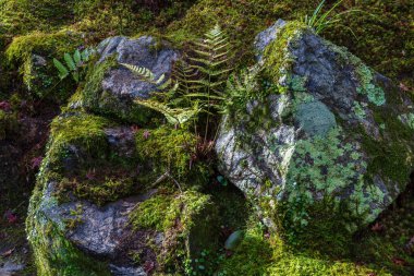 Japonya 'nın Nara kentindeki Yoshikien Garden' da eğrelti otları ve Japon yosunları büyür..