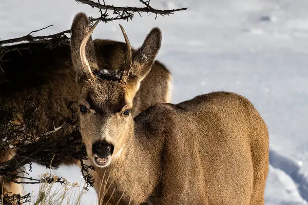 Erkek Kaibab geyiği (katır geyiği) (Odocoileus hemionus) bir çalılıktan yemek yer; ağzında kar vardır. Arizona, Grand Canyon Ulusal Parkı 'nda.. 