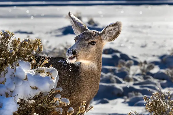 Erkek Kaibab geyiği (katır geyiği) (Odocoileus hemionus) bir çalılıktan yemek yer; ağzında kar vardır. Arizona, Grand Canyon Ulusal Parkı 'nda.. 