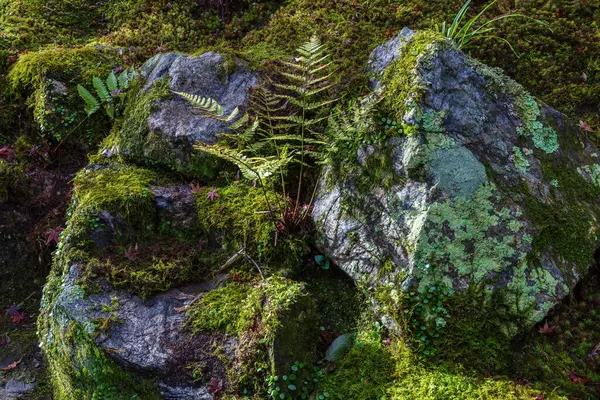 Japonya 'nın Nara kentindeki Yoshikien Garden' da eğrelti otları ve Japon yosunları büyür..