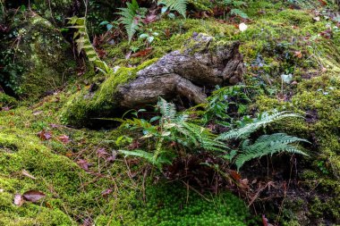 Japonya 'nın Nara kentindeki Yoshikien Garden' da eğrelti otları ve Japon yosunları büyür..