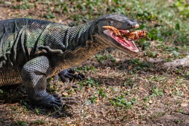 Bangkok şehir merkezindeki Lumphini Park 'ta Asya Su İzleme Kertenkelesi (Varanus Kurtarıcısı). Ağzını aç ve bir parça et ye..
