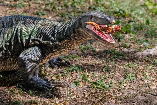 Bangkok şehir merkezindeki Lumphini Park 'ta Asya Su İzleme Kertenkelesi (Varanus Kurtarıcısı). Ağzını aç ve bir parça et ye..