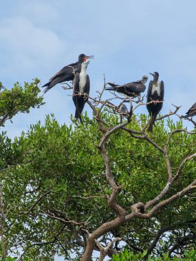 Soluk bir gökyüzüne karşı yaprak kaplı ağaç dallarına tünemiş bir grup fregat kuşunu gösteren doğal bir sahne. Kuşlar uzun kanatları ve kancalı gagalarıyla siyah, beyaz ve gri tüyler sergilerler ve türlerinin benzersiz özelliklerini vurgularlar.