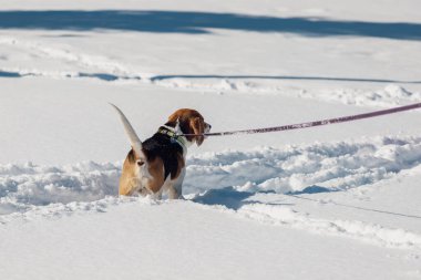 Derin karda yürüyen tasmalı şirin bir av köpeği. Karlı kışta yürüyüşe çıkmış bir köpeğin arka görüntüsü..