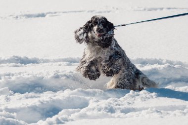 Neşeli bir İngiliz cocker spaniel köpeği derin karda koşuyor. Kış yürüyüşündeki güzel bir köpeğin portresi..