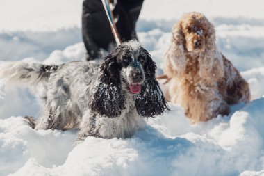 Kış yürüyüşüne çıkmış iki güzel İngiliz cocker spanyel köpeği. Siyah beyaz bir köpek kameraya bakıyor, altın bir köpek odak dışı..