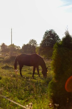Kahverengi bir at, dağınık beyaz kır çiçekleriyle taze yeşil bir çayırda huzur içinde otluyor. Görüntü, kırsal yaşamın basitliğini ve güzelliğini yansıtıyor..