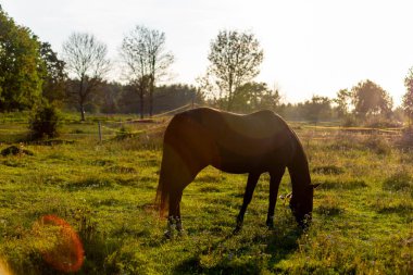 Kahverengi bir at, dağınık beyaz kır çiçekleriyle taze yeşil bir çayırda huzur içinde otluyor. Görüntü, kırsal yaşamın basitliğini ve güzelliğini yansıtıyor..