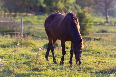 Kahverengi bir at, dağınık beyaz kır çiçekleriyle taze yeşil bir çayırda huzur içinde otluyor. Görüntü, kırsal yaşamın basitliğini ve güzelliğini yansıtıyor..