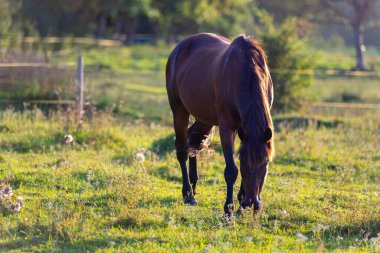 Kahverengi bir at, dağınık beyaz kır çiçekleriyle taze yeşil bir çayırda huzur içinde otluyor. Görüntü, kırsal yaşamın basitliğini ve güzelliğini yansıtıyor..