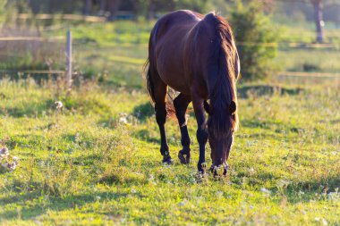 Kahverengi bir at, dağınık beyaz kır çiçekleriyle taze yeşil bir çayırda huzur içinde otluyor. Görüntü, kırsal yaşamın basitliğini ve güzelliğini yansıtıyor..