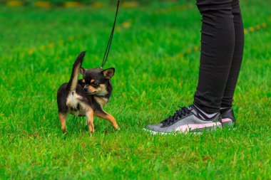 Küçük, oyuncu bir Chihuahua yeşil bir çimenlikte arka ayakları üzerinde durur ve sahibinin ayaklarına bakar..