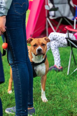 Dost canlısı bir Amerikan Staffordshire Teriyeri yeşil çimlerin üzerinde mutlu bir şekilde durur ve sahibinin yanındaki kameraya bakar..