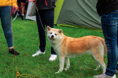 Onurlu bir Akita köpeği sakince çimenli bir alanda duruyor, insanlarla çevrili iken kameraya bakıyor..