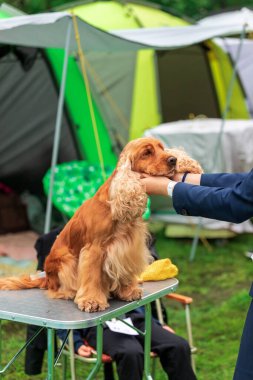 Güzel bir İngiliz Cocker Spaniel, bakıcısı başını tutarken sabırla bir bakım masasında oturur. Köpek gösterisinden önce sakin bir an..