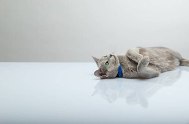 Şirin ve şakacı bir Rus kedisi Parlak yeşil gözlü