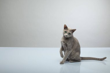 Beyaz bir yansıtıcı yüzeyde oturan sevimli ve komik gri bir kedi kameraya bakıyor..