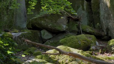 Atmosferik orman manzarası yosun kaplı taşlar, kaya, ağaç ve güneş ışınları. Huzurlu doğal manzara.