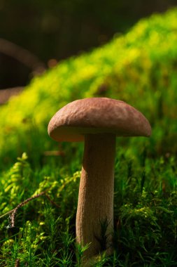 Orman yosunları ve doğal ışık ile organik dokularla çevrili beyaz bir mantarın yakın çekimi..