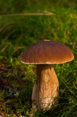 Orman zemininde yemyeşil yosunlarda yetişen beyaz, yenilebilir bir mantarın yakın çekimi. Yumuşak gün ışığı ve doğal doku.