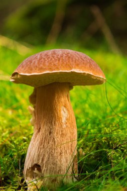 Doğal orman ortamında yosun ve çam iğneleriyle çevrili beyaz bir mantarın yakın çekimi..