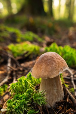 Yeşil yosun ve çam iğneleriyle çevrili orman zemininde büyüyen beyaz bir mantarın yakın çekimi. Doğal ışık ve gerçekçi renkler.