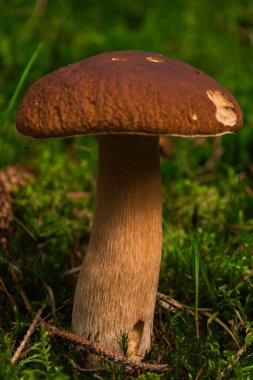 Yeşil yosunlu bölgede beyaz bir mantarın makro fotoğrafı. Orman arka planı ve yumuşak gün ışığı var..