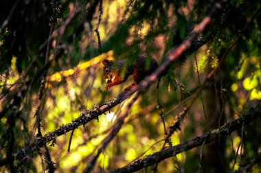 Tatlı ve meraklı sincap yiyor, sık ormanda sıcak bir akşam ışığında yakalandı.