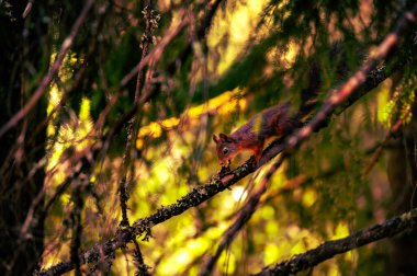 Kızıl sincap, yumuşak orman ışığında bir ağaç dalında yemek yiyor. Vahşi yaşamın ve sonbahar mevsiminin sembolü.