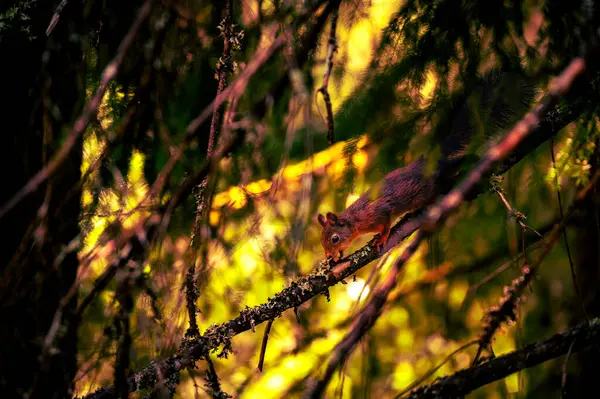 Sincap, ormandaki bir dalda otururken ağzına yemek alıyor.