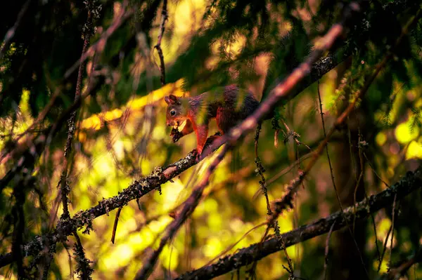 Yeşil ve altın arka planlı doğal ormanlık alanda beslenen vahşi sincap.