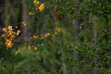 Bulanık yeşil orman arka planında sonbahar yaprakları.