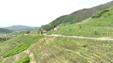 İlkbaharda ya da yaz İtalya 'sında bağlarla kaplı bir tepede bisiklet sürücülerinin hava manzarası. Hava aracı görüntüleri bir grup bisikletlinin kaldırımlı bir yolda bir tepenin yamacında yarışırken yan görüntülerini gösteriyor.. 