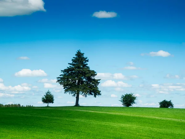Пейзаж Зеленым Лугом Переднем Плане Несколько Деревьев Перед Голубым Небом — стоковое фото