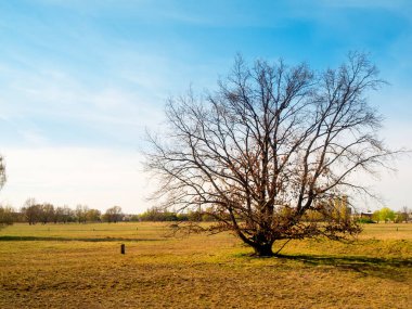 Sonbaharda Berlin 'deki Adlershof peyzaj parkında tek yapraksız ağaçla manzara..