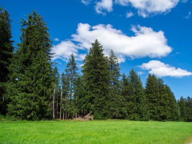 Bavyera 'da manzara manzarası yeşil bir çayırın arkasındaki kozalaklı ormanda ve mavi gökyüzünün önünde birkaç beyaz bulutlu güneş ışığı altında..