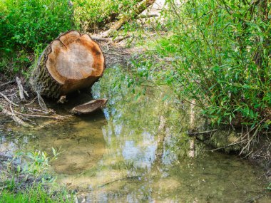 Bavyera 'daki bir sulak arazide, eğimli ve kesilmiş bir ağaç kütüğü ve açıkça görülebilen büyüme halkaları ile manzara görüntüsü.