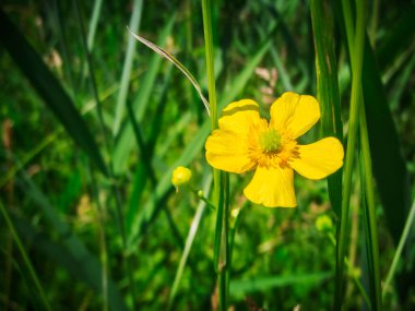 Close-up view of a yellow rockrose (Helianthemum nummularium) in a blurred natural setting. clipart