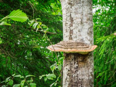 Yazın yeşil bir ormanda yaprak döken bir ağacın gövdesinde bir mantarın (Fomes fomentarius) yakın çekimi..
