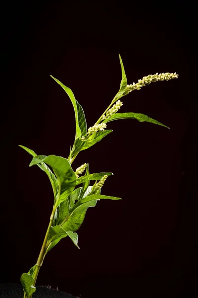 Tallo Con Polluelos Hojas Acedera Knotweed Persicaria Lapathifolia Aislado Sobre —  Fotos de Stock
