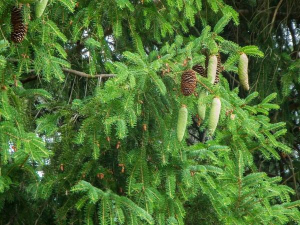 多个云杉分枝与悬挂的绿色和棕色圆锥紧密相连的全框视图 — 图库照片