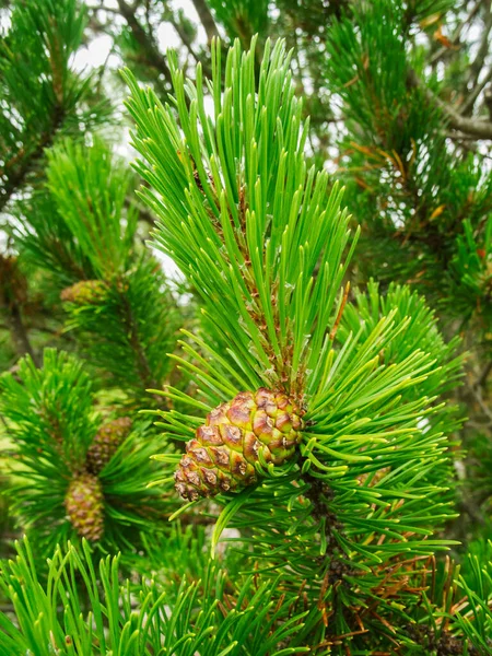 Visão Close Cone Imaturo Ramo Pinheiro Escocês Lat Pinus Sylvestris — Fotografia de Stock