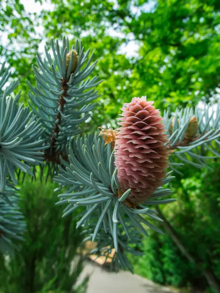 Close View Fresh Coniferous Branches Single Upright Spruce Cones Natural — Stock Photo, Image