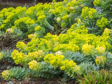 İlkbaharda Doğu Frizya 'da bir grup patencinin (Latince: Euphorbia myrsinites) tam kare görüntüsü.